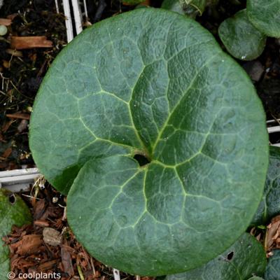 asarum-europaeum-ssp-caucasicum