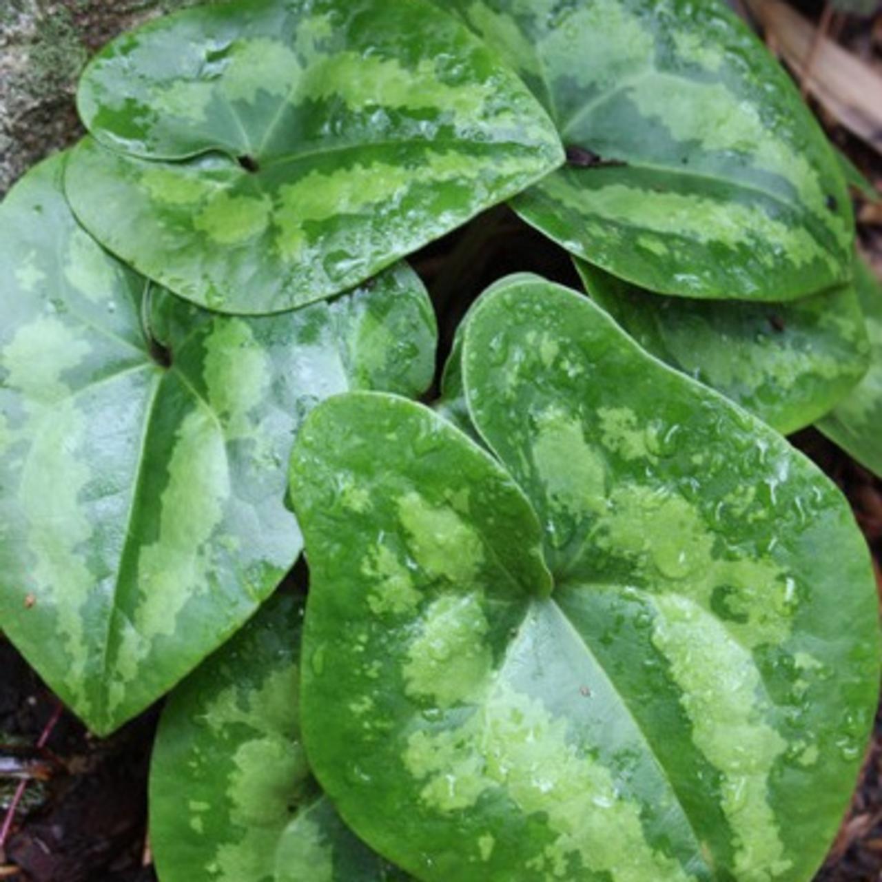 Asarum 'Ling Ling' plant