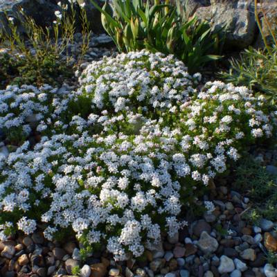 asperula-hirta