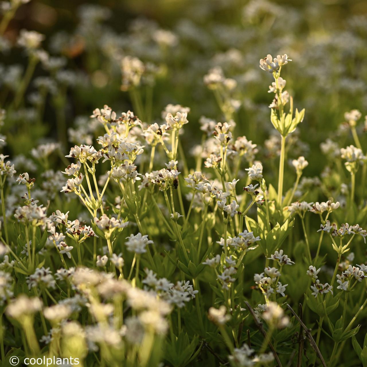 Asperula odorata plant