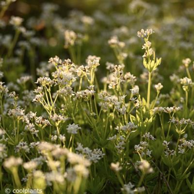 asperula-odorata