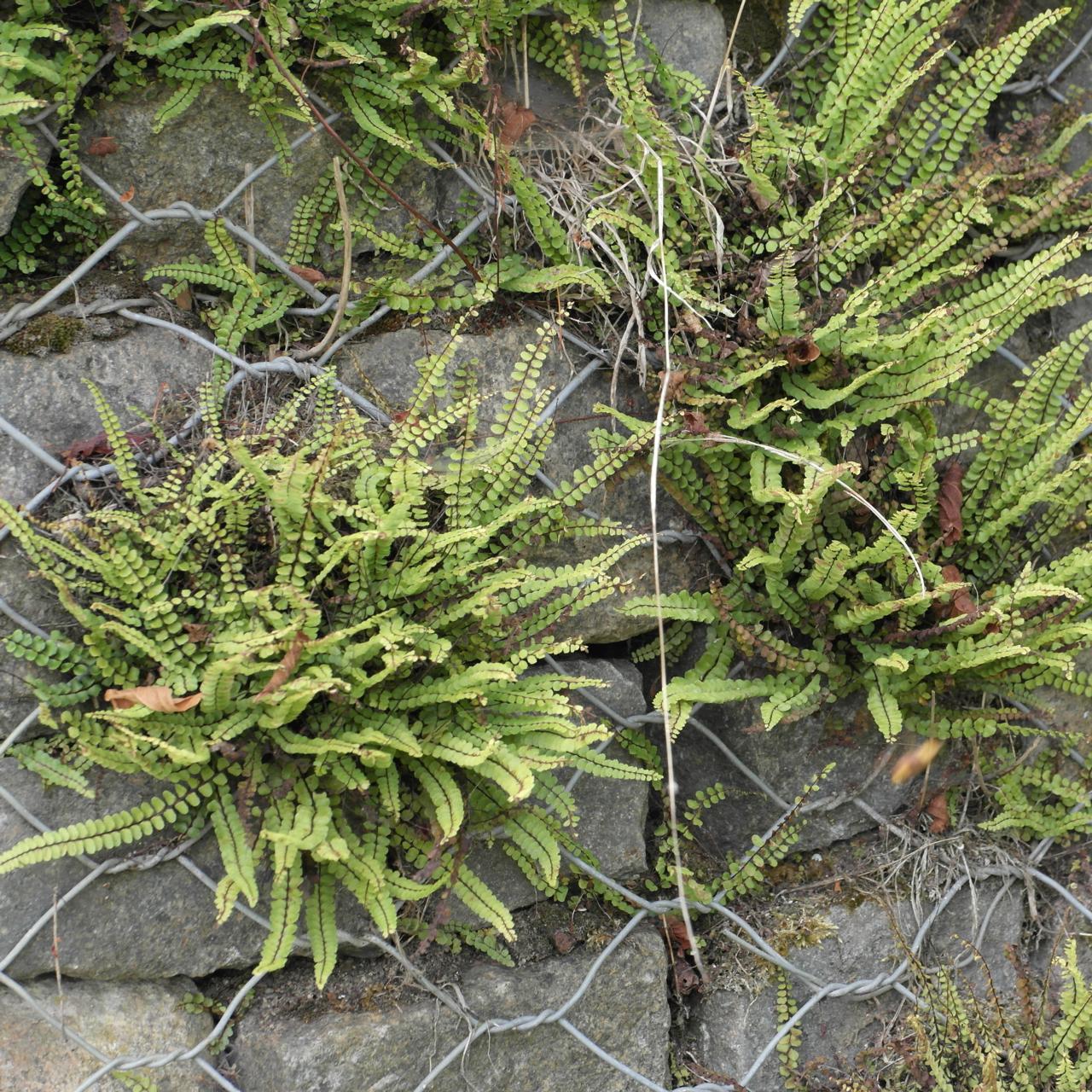 Asplenium trichomanes plant