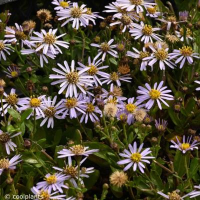 aster-ageratoides-adustus-nanus
