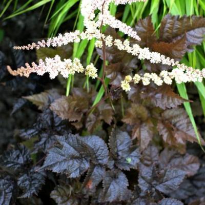 astilbe-chocolate-shogun