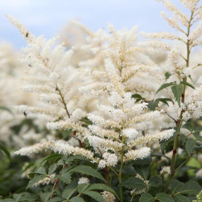 Astilbe (J) 'Washington' plant