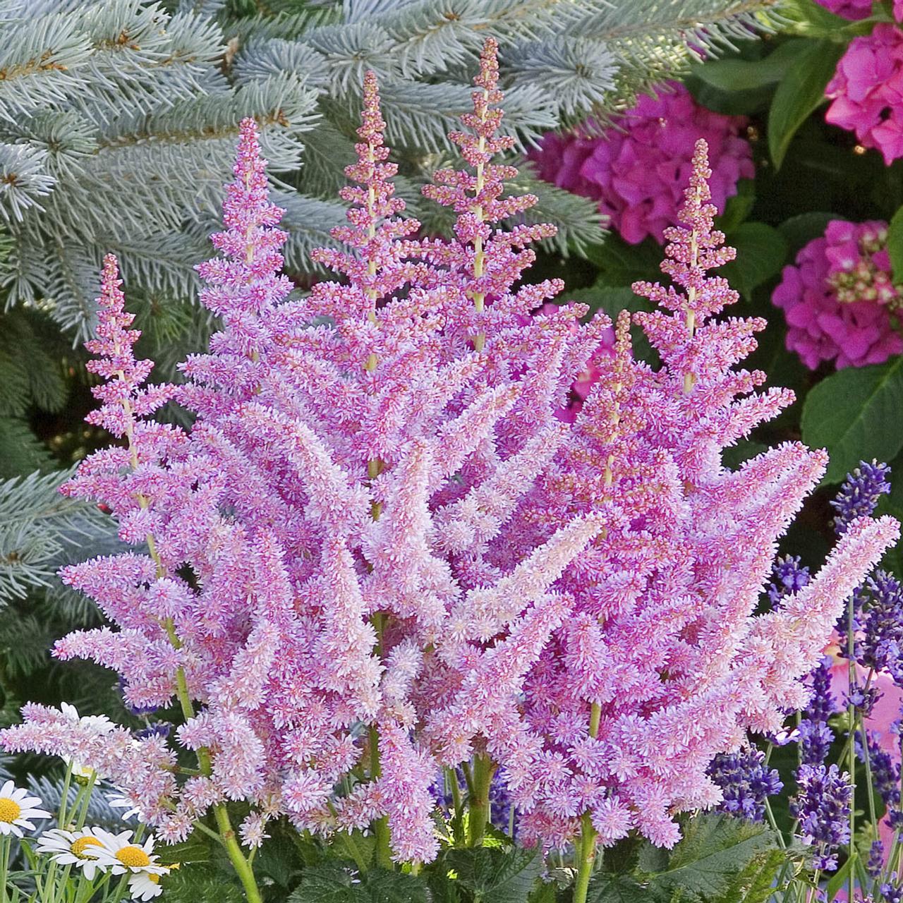 Astilbe 'Vision in Purple' plant