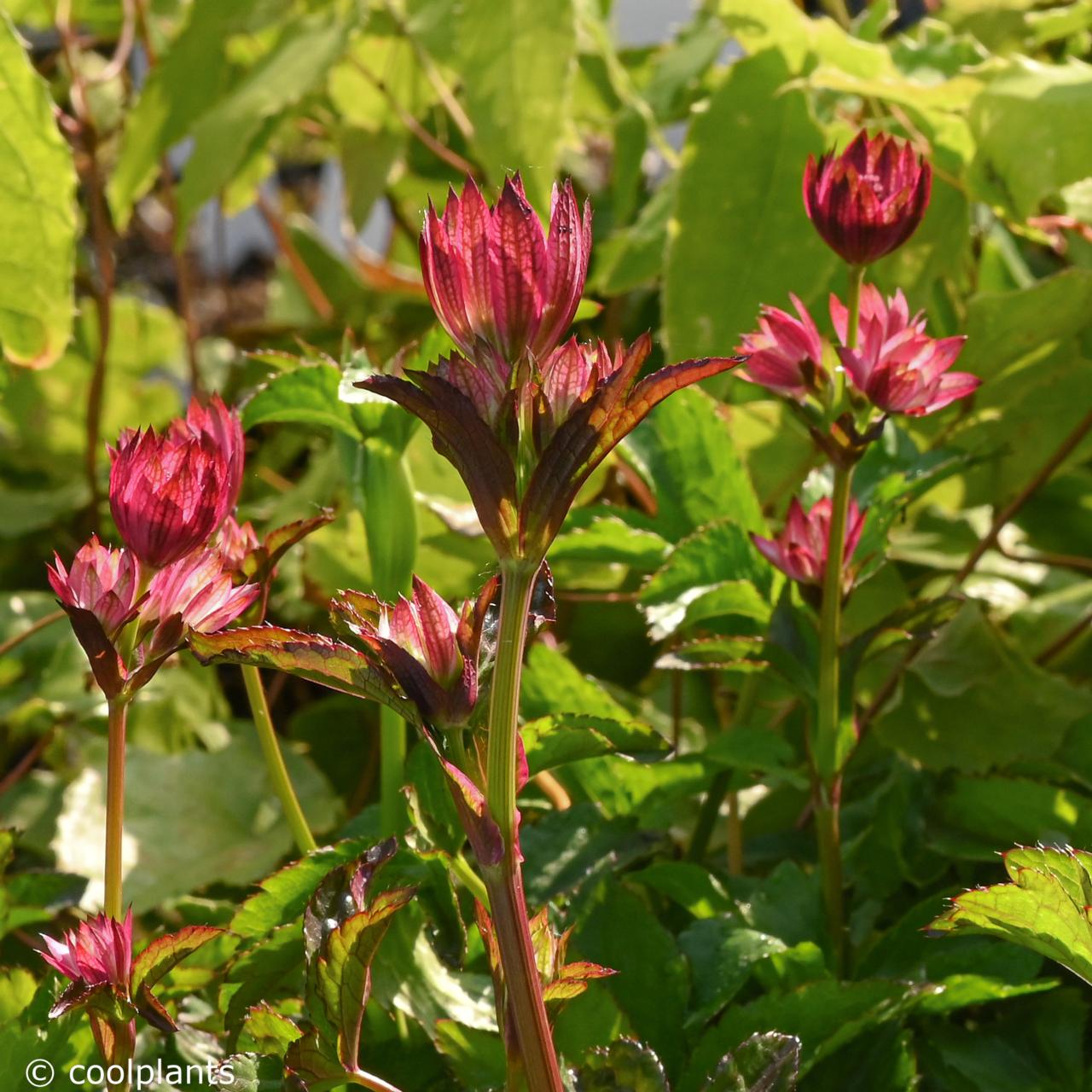 Astrantia 'Cerise Button' plant