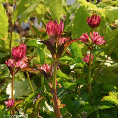 astrantia-cerise-button