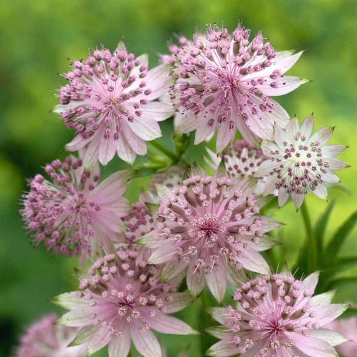 Astrantia major 'Buckland' plant