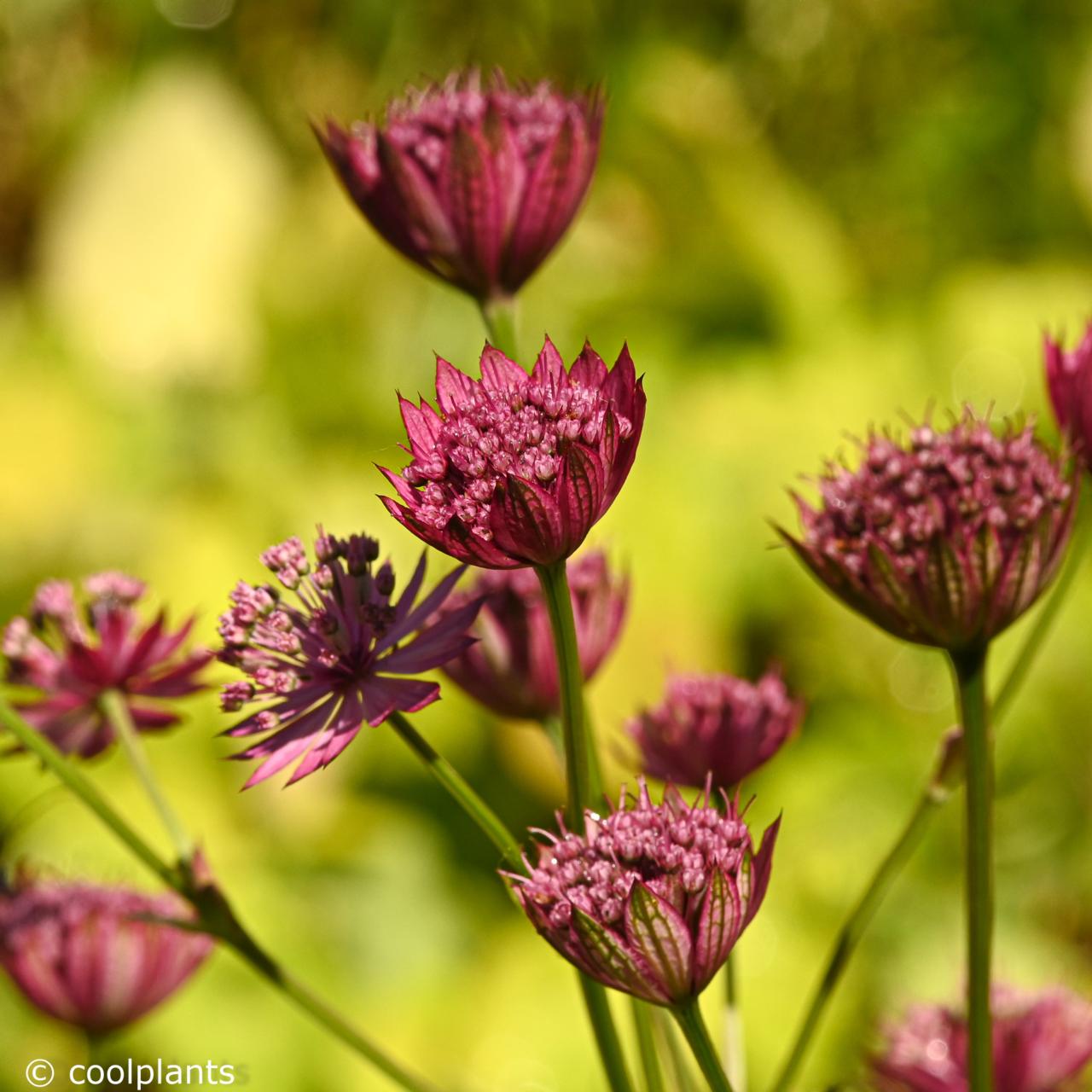 Astrantia major 'Capri' plant