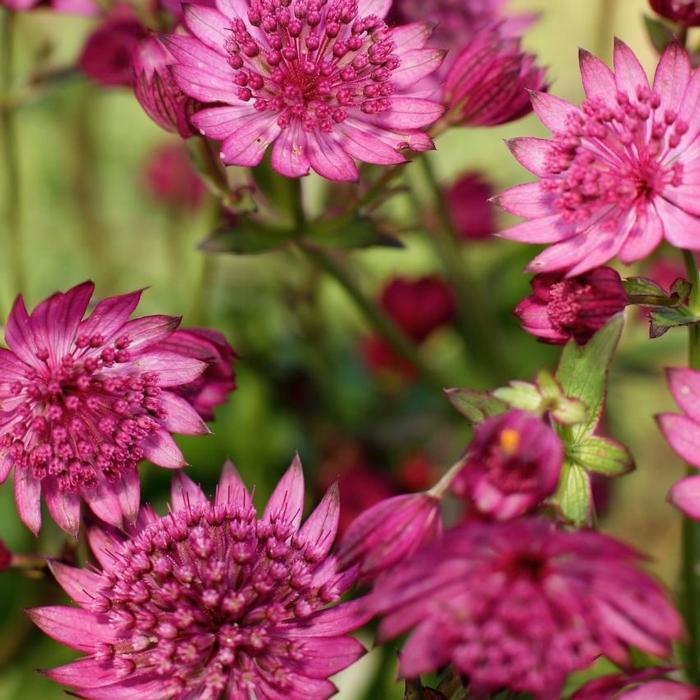 Astrantia major 'Cerise Button' plant