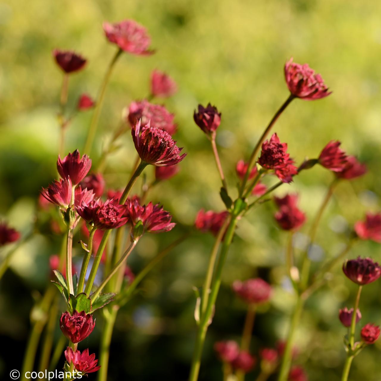 Astrantia major 'Milano' plant