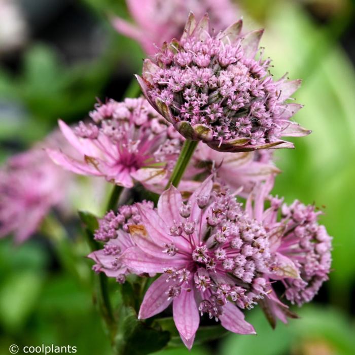 Astrantia major 'Pink Pride' plant