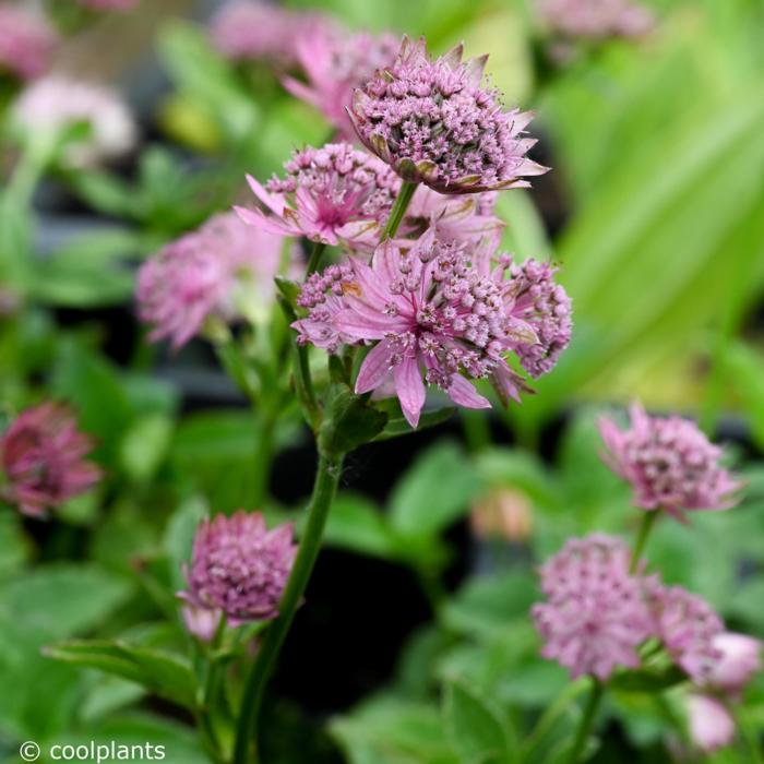 Astrantia major 'Pink Pride' plant