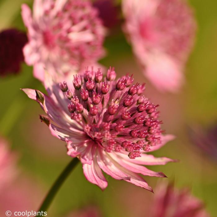 Astrantia major 'Roma' plant