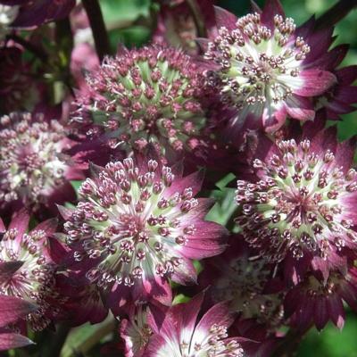 astrantia-major-star-of-beauty
