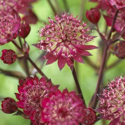 astrantia-major-star-of-love