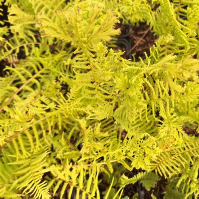 athyrium-filix-femina-vernoniaea-cristatum