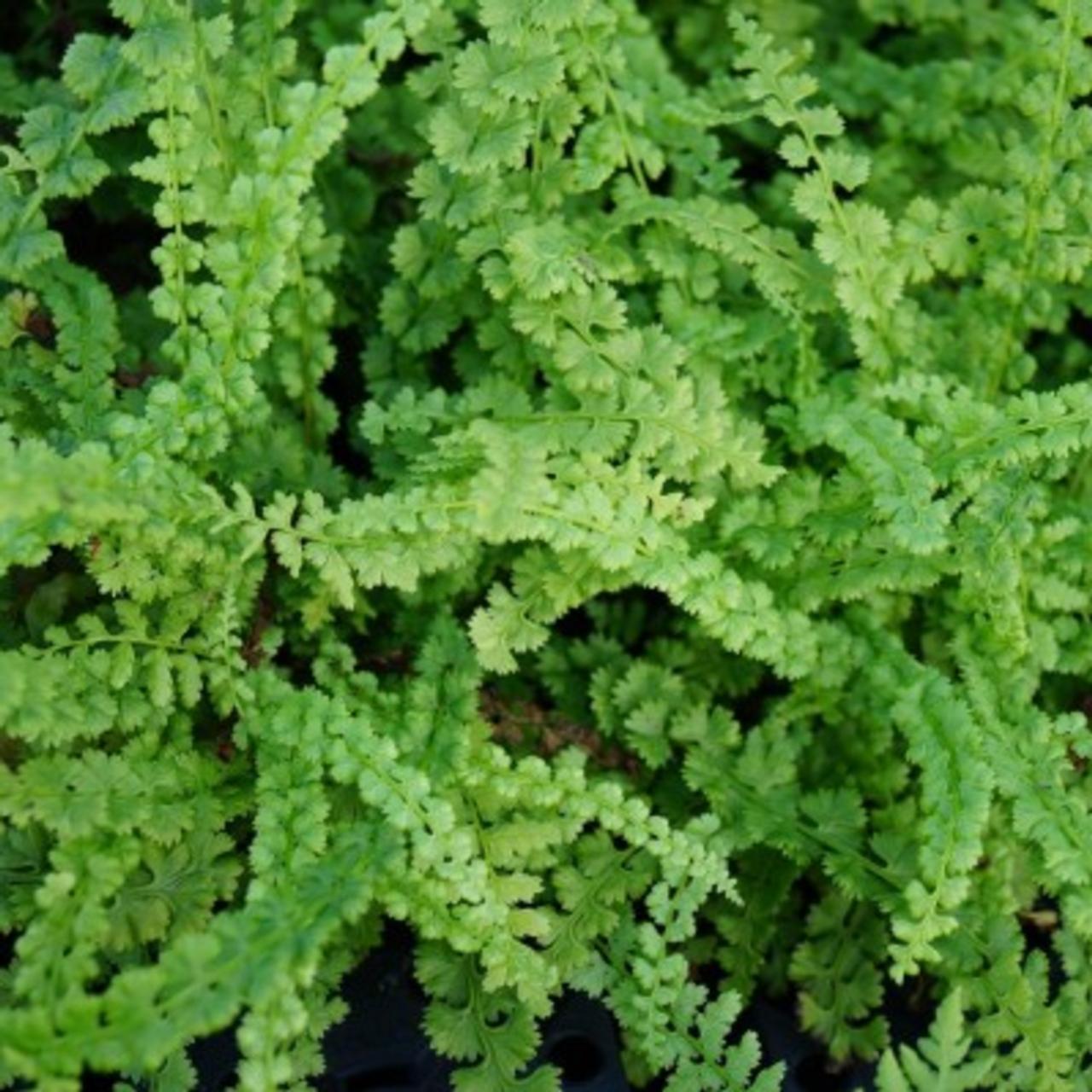 Athyrium filix-femina 'Frizelliae' plant
