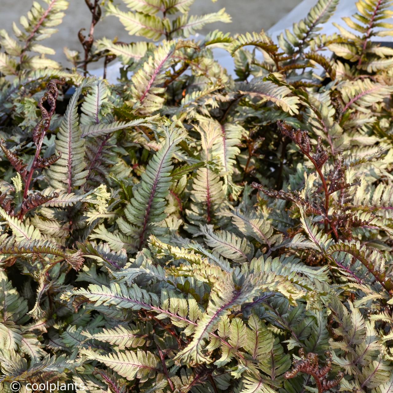 Athyrium niponicum 'Crested Surf' plant