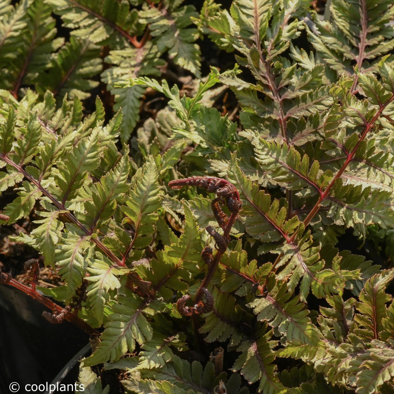 Athyrium niponicum f. cristato-flabellatum plant