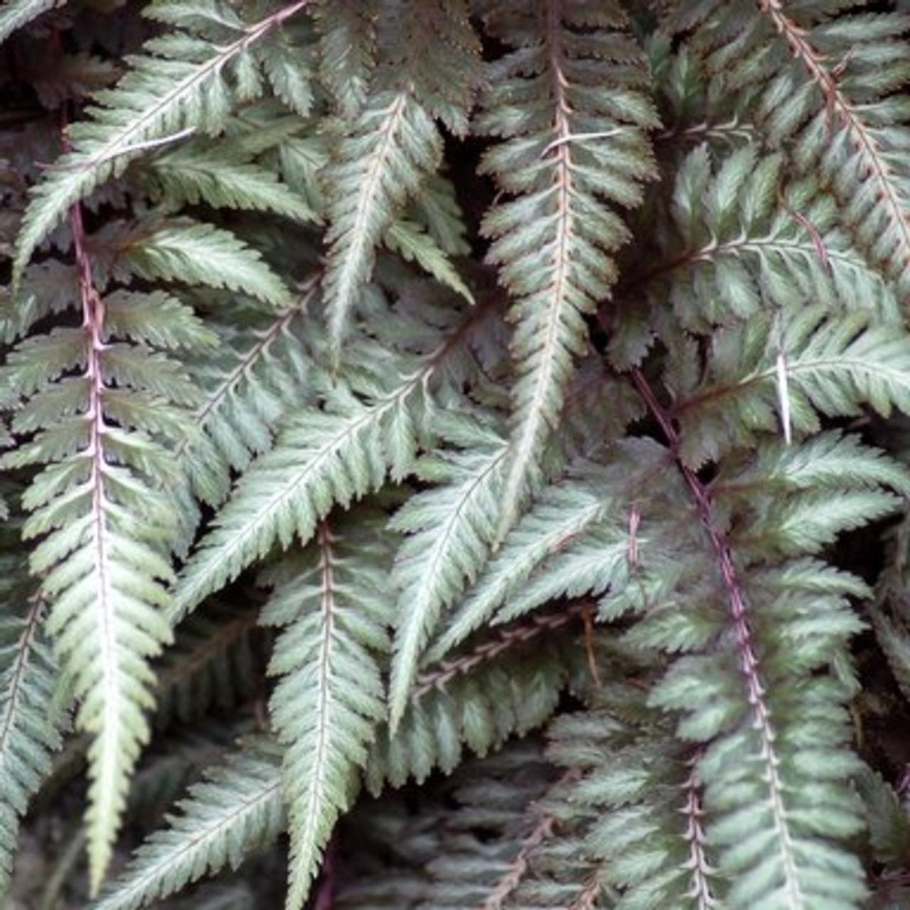 Athyrium niponicum 'Pictum' plant