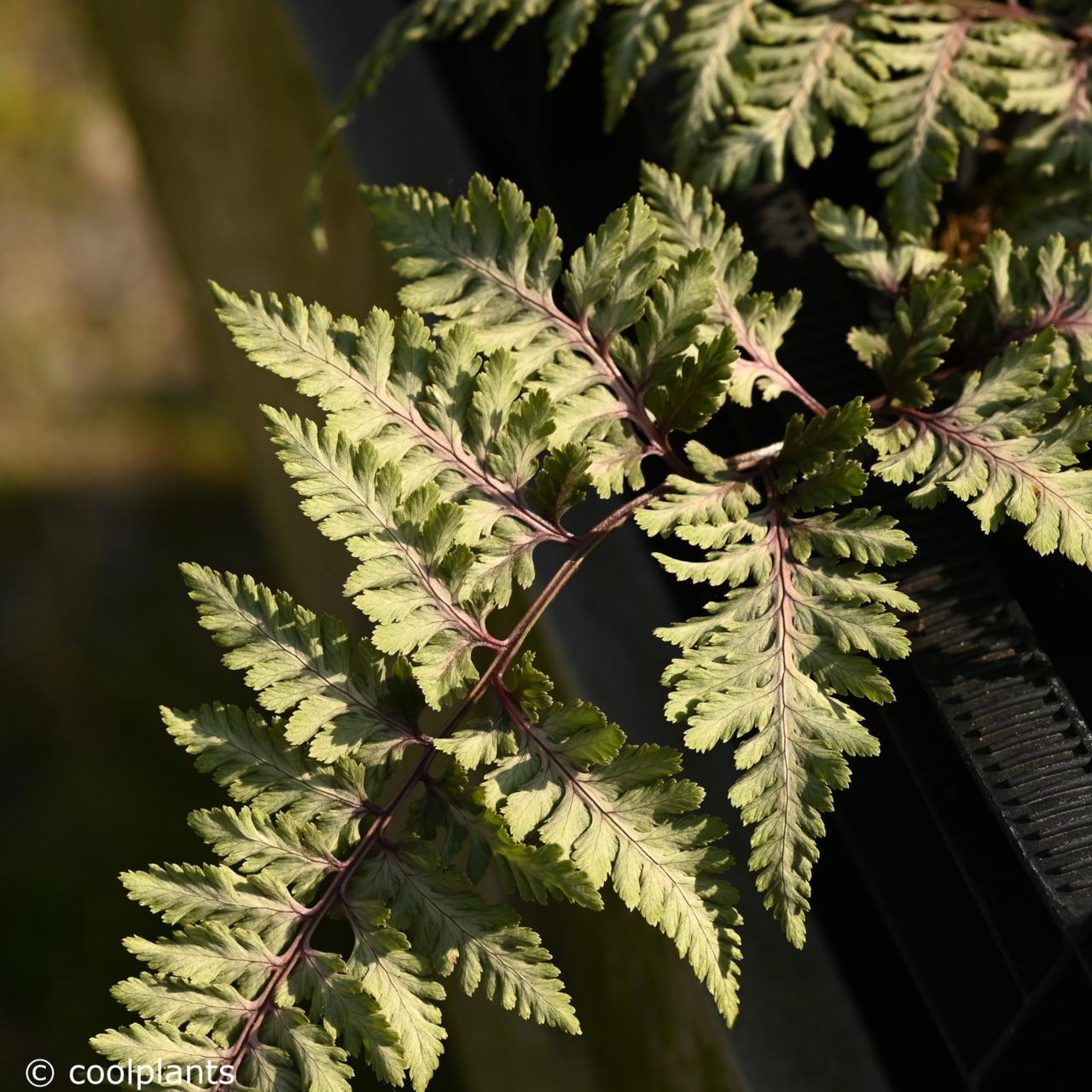 Athyrium niponicum 'Wildwood Twister' plant