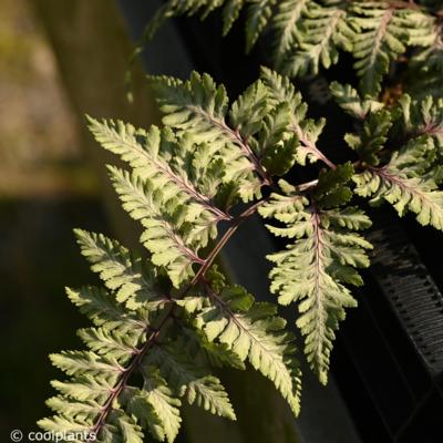 athyrium-niponicum-wildwood-twister