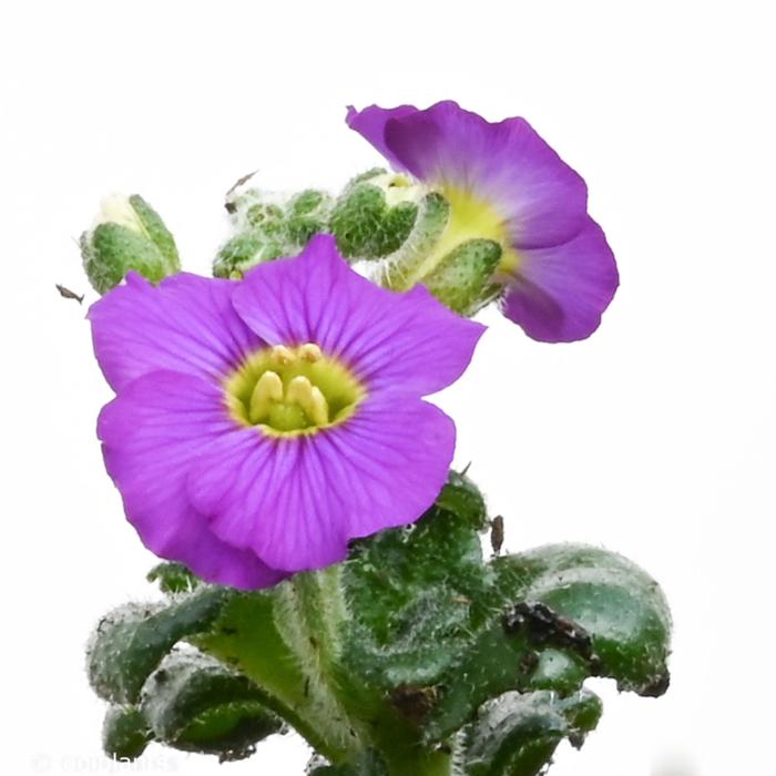 Aubrieta 'Elsa Lancaster' plant