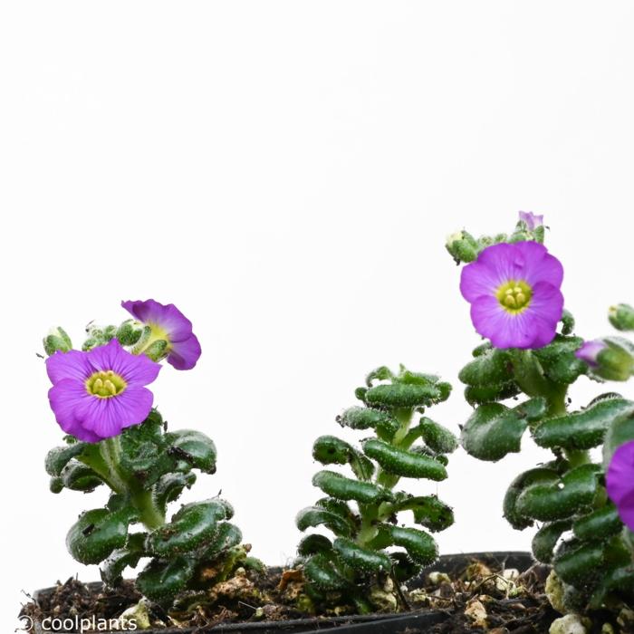 Aubrieta 'Elsa Lancaster' plant