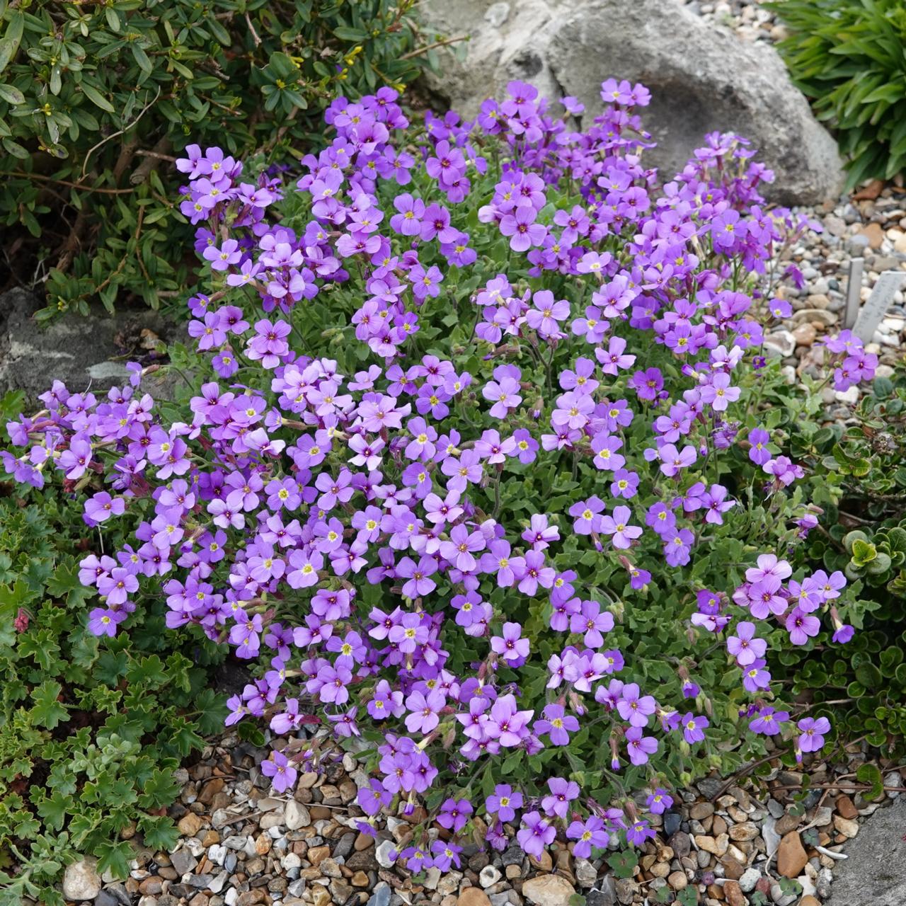 Aubrieta macedonica plant