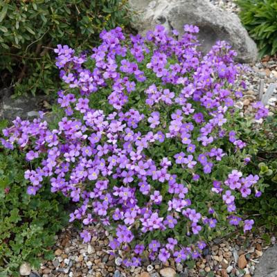 aubrieta-macedonica