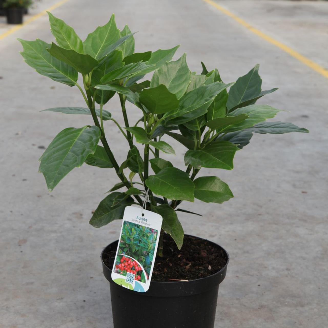 Aucuba japonica 'Rozannie' plant