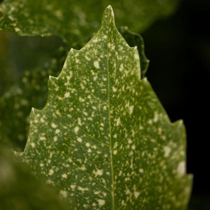 Aucuba japonica 'Variegata' plant