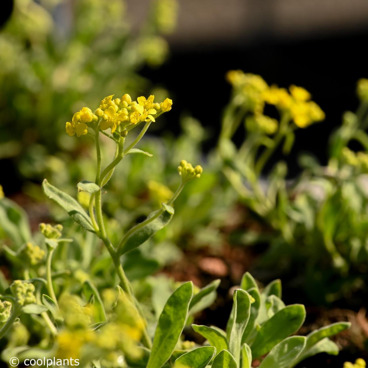 Aurinia saxatilis 'Compacta' plant