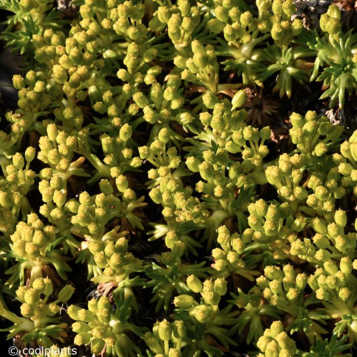 Azorella trifurcata 'Nana' plant