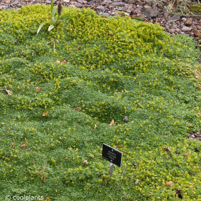 Azorella trifurcata 'Nana' plant