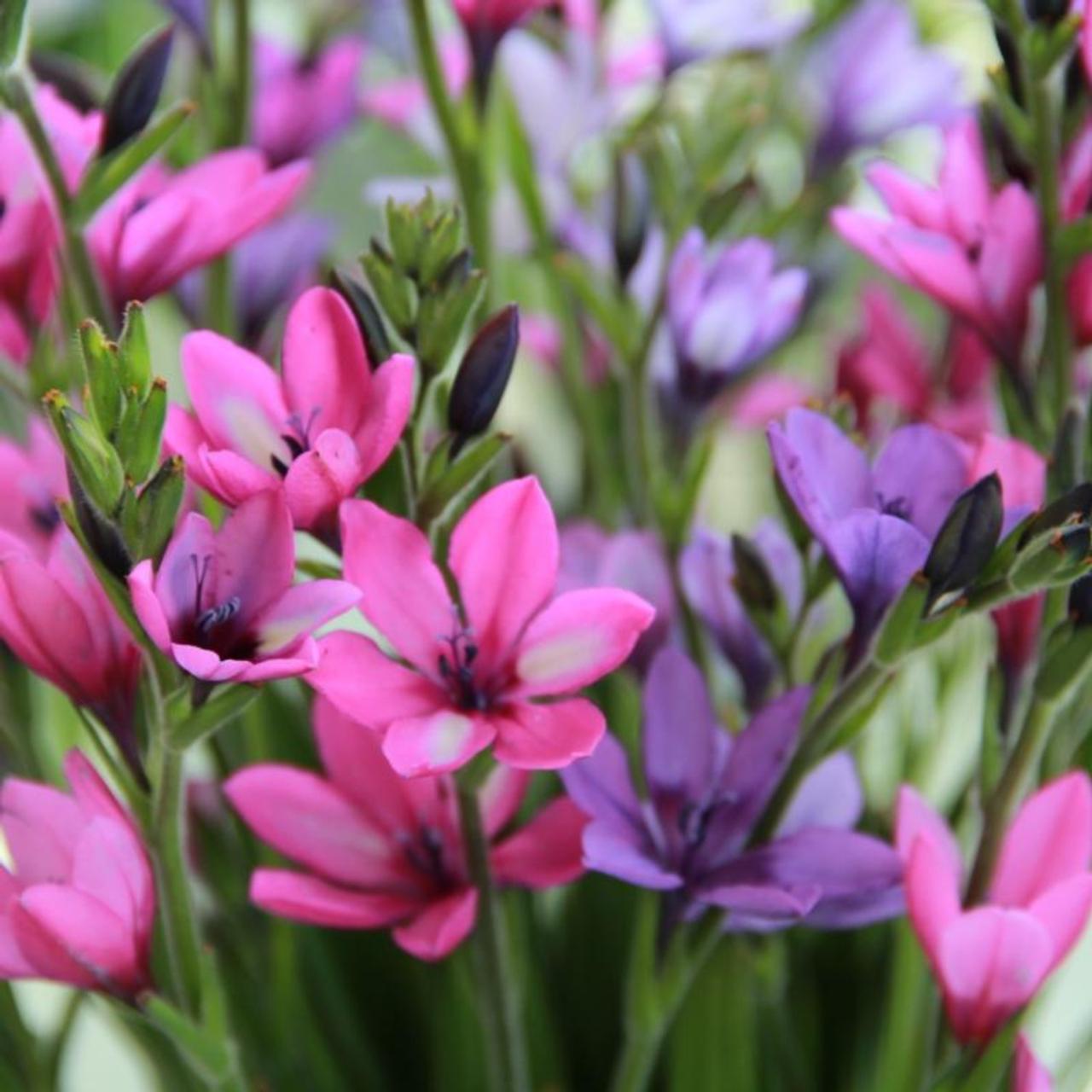 Babiana stricta plant