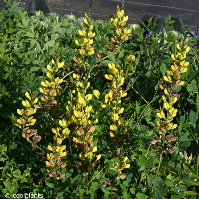 Baptisia 'Solar Flare' plant