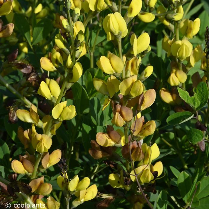 Baptisia 'Solar Flare' plant