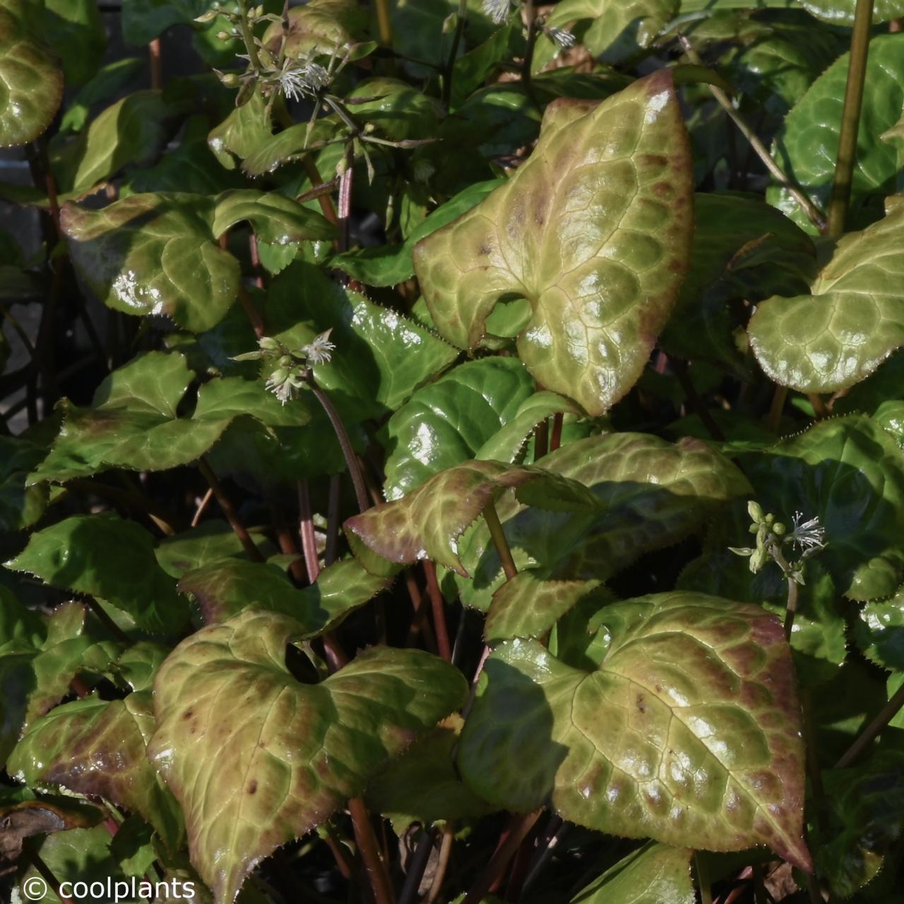 Beesia calthifolia plant