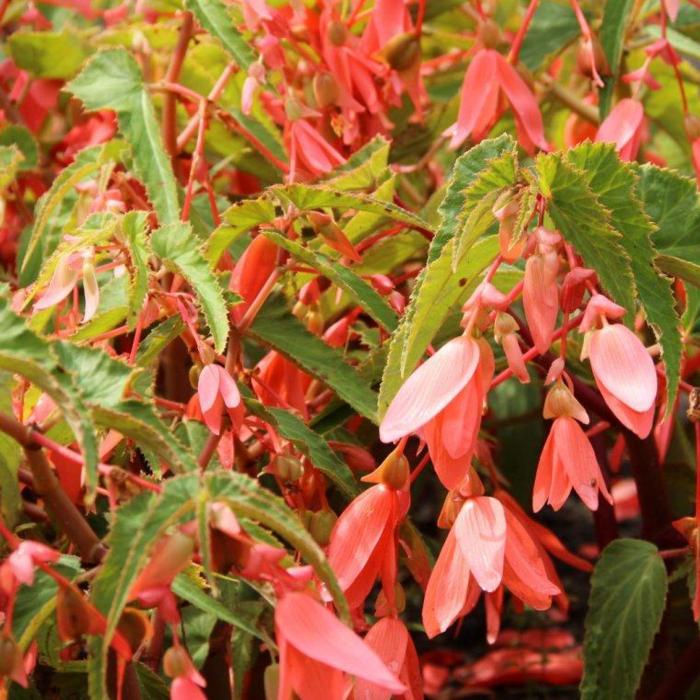 Begonia Bertinii boliviensis 'San Francisco' plant