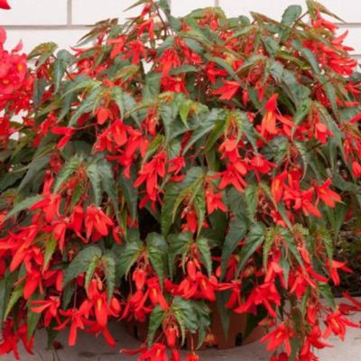 begonia-bertinii-boliviensis-santa-cruz