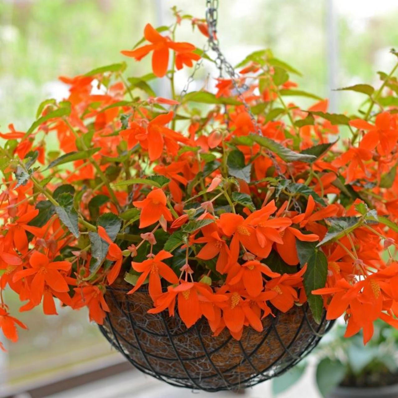 Begonia bertinii plant