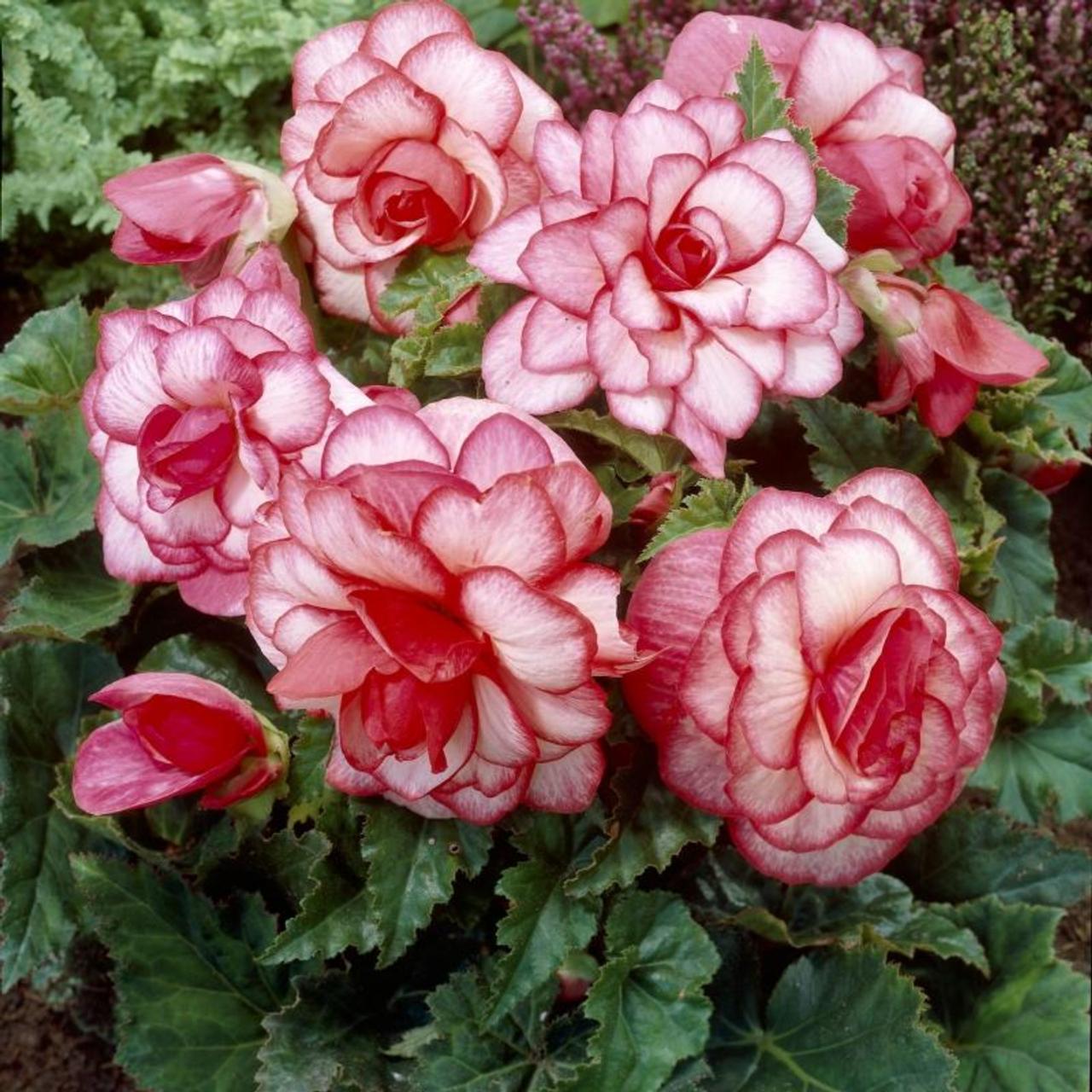 Begonia 'Bouton de Rose' plant