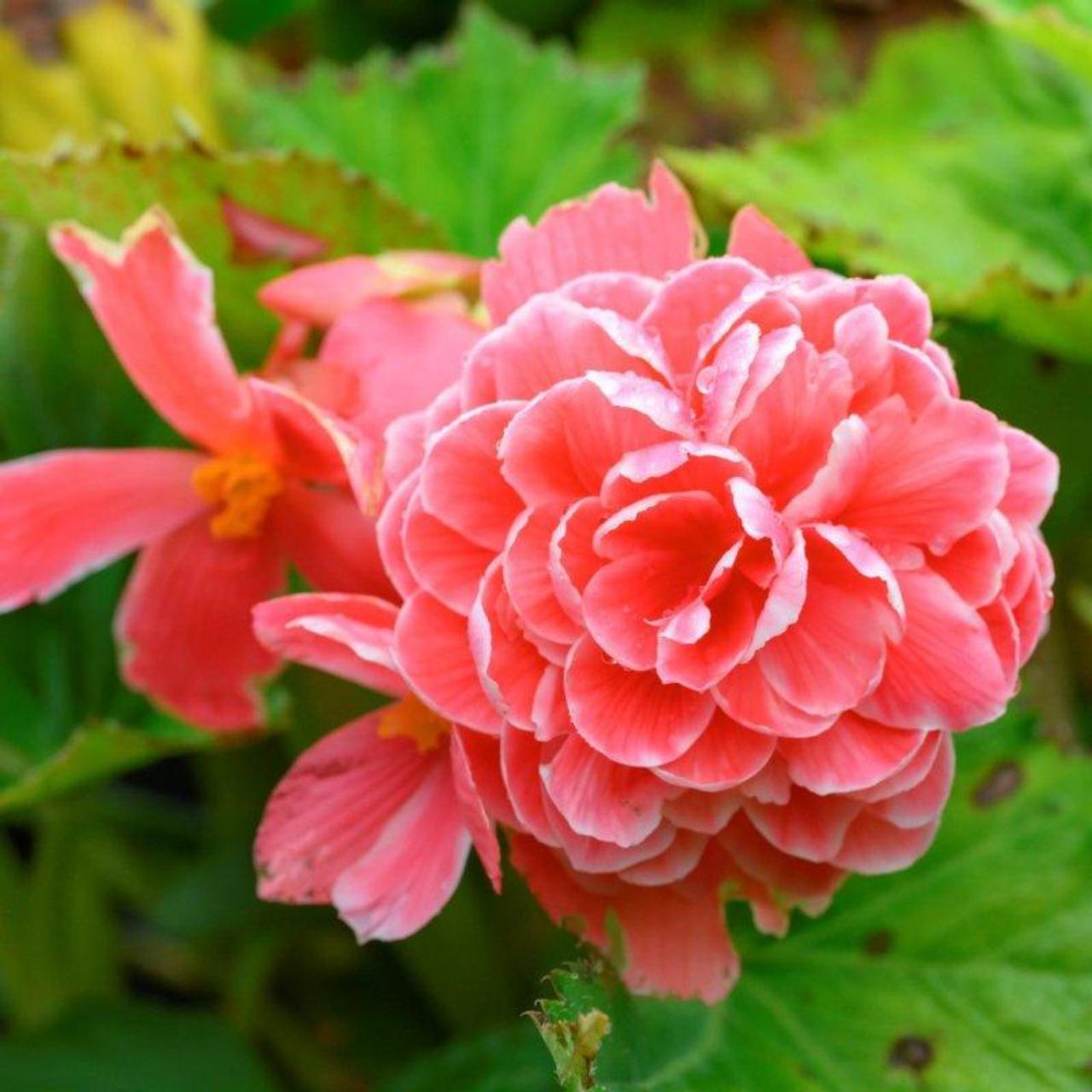 Begonia 'Camelia' plant