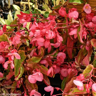 begonia-dragon-wing-pink