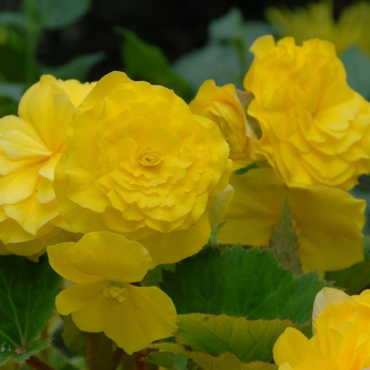 Begonia dubbel grootbloemig geel plant