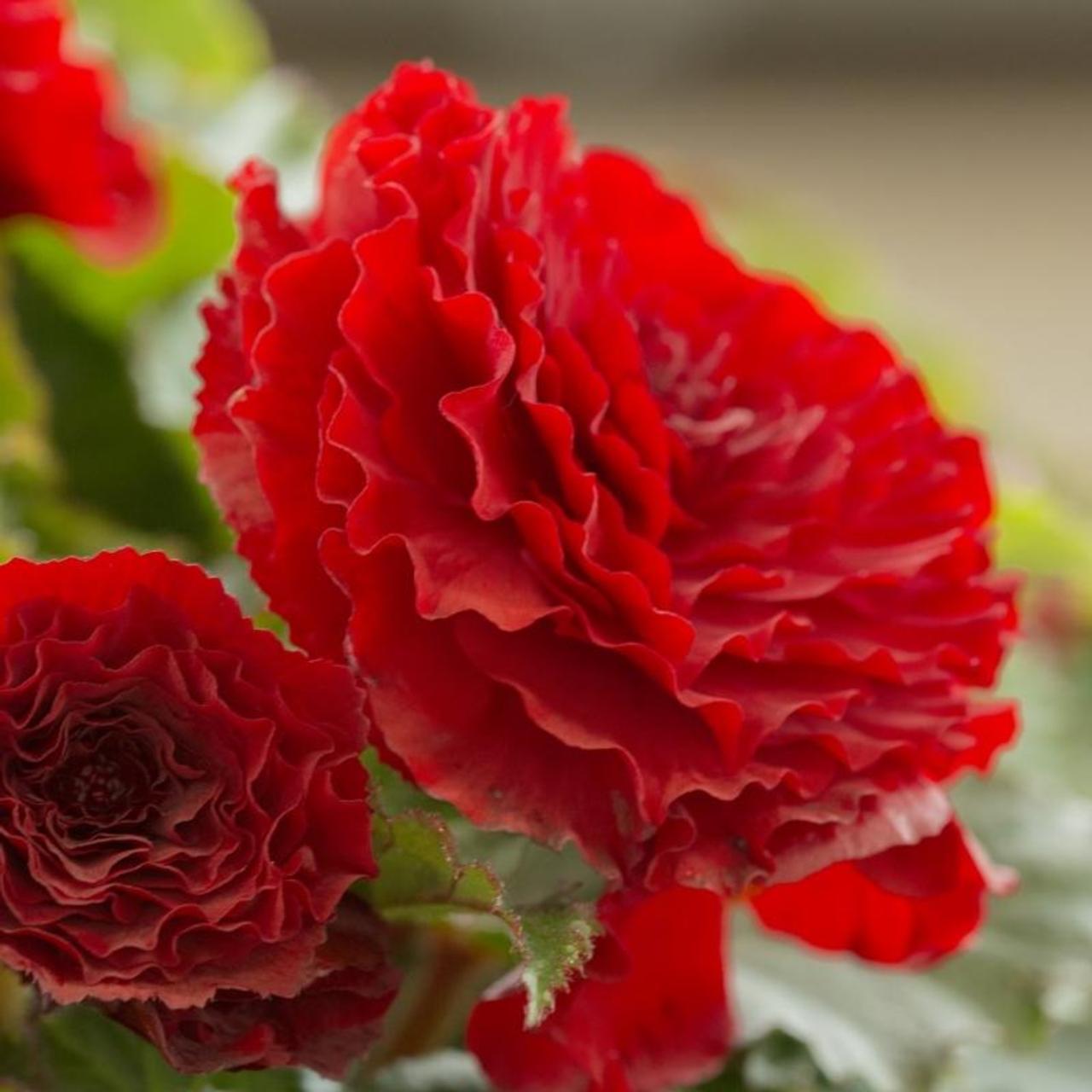 Begonia dubbel grootbloemig scharlaken plant