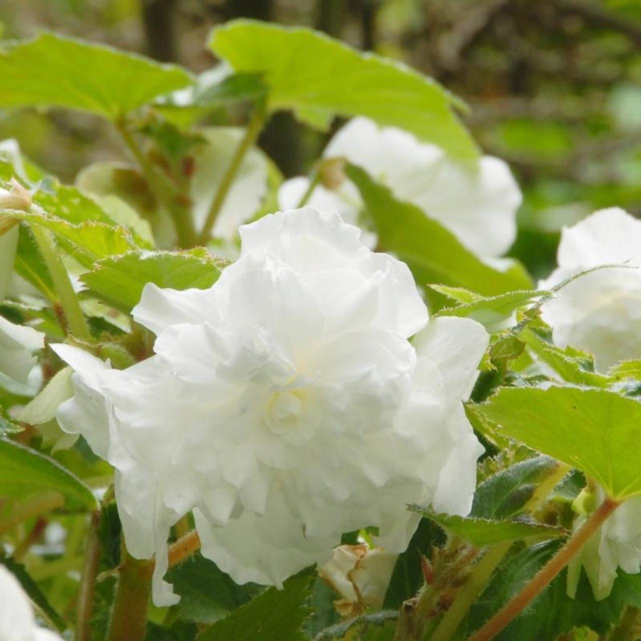 Begonia dubbel grootbloemig wit plant